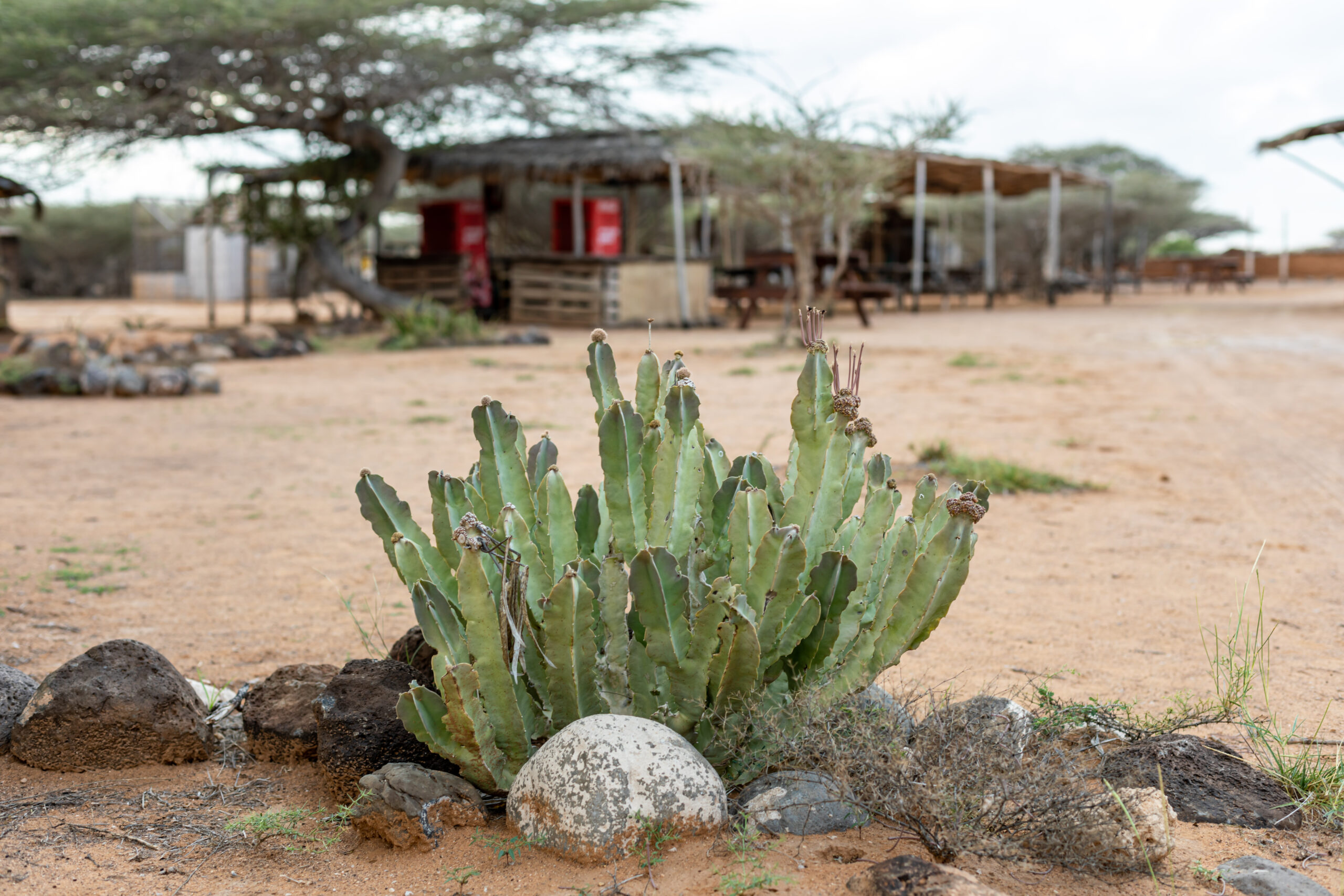 Exposition Djibouti All Ways